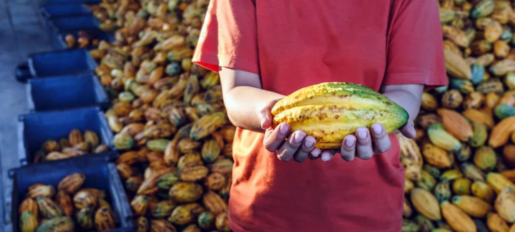 Trabalhador segurando um fruto de cacau aberto diante de uma esteira de beneficiamento